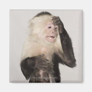Monkey scratching itself magnet