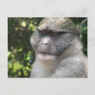 Monkey See, Monkey Do Postcard