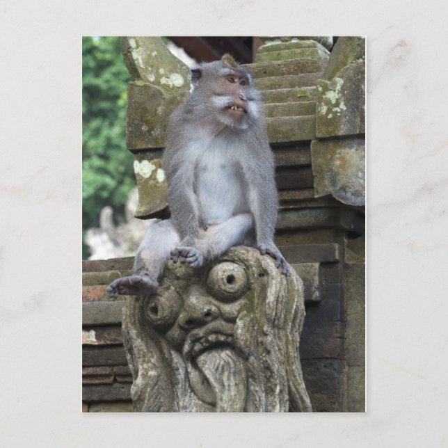 Monkey sitting at a statue in Bali Postcard (Front)