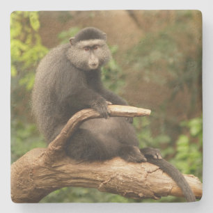 Monkey Square coaster