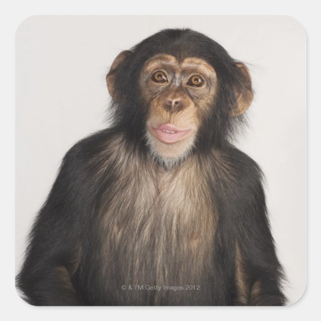 Monkey Square Sticker (Front)
