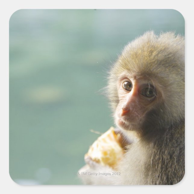 Monkey Square Sticker (Front)
