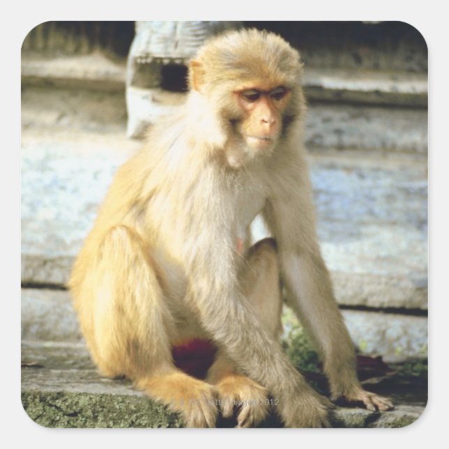 Monkey Square Sticker (Front)