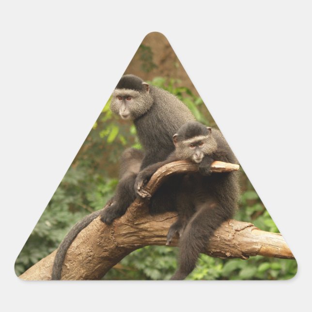 Monkey Triangle Sticker (Front)