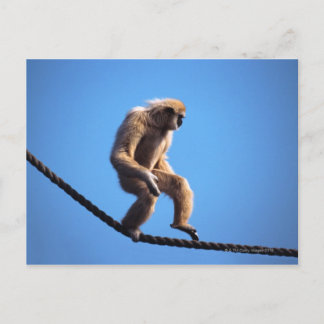 monkey walking on rope postcard