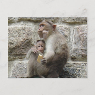 Monkey wants a cookie postcard