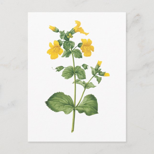 monkeyflower(Mimulus sp.) by Redouté Postcard (Front)