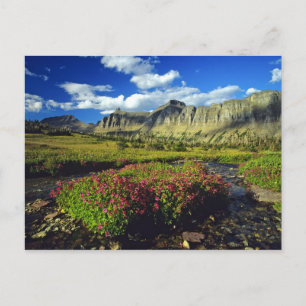 Monkeyflowers at Logan Pass in Glacier National Postcard