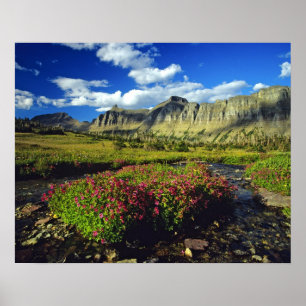 Monkeyflowers at Logan Pass in Glacier National Poster