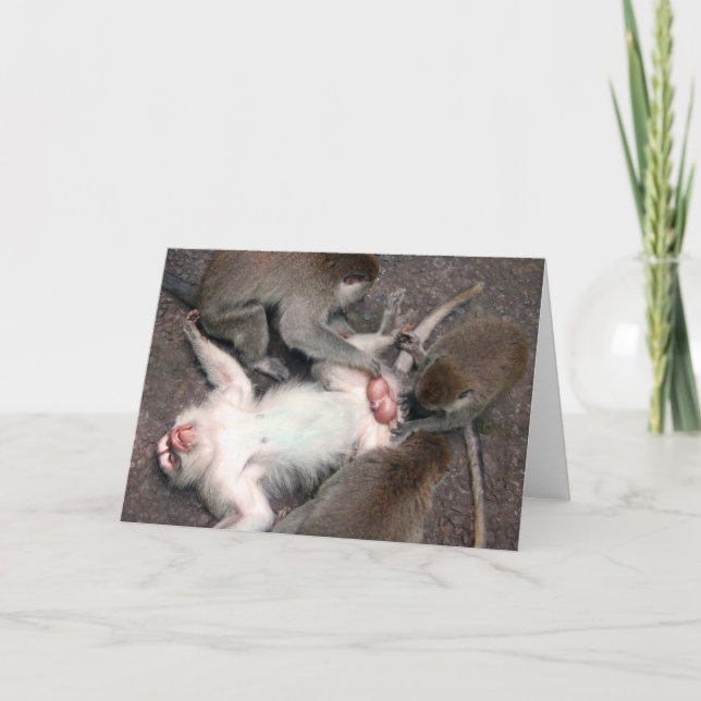 monkeys card (Front)