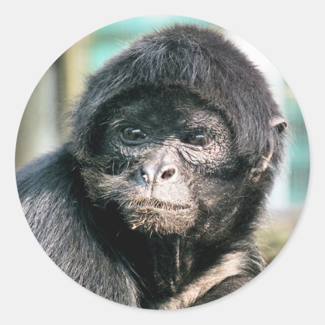 MONKEYS CLASSIC ROUND STICKER (Front)