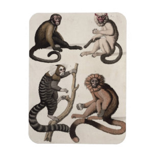 Monkeys (colour litho) magnet