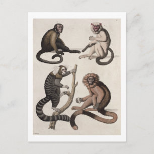 Monkeys (colour litho) postcard