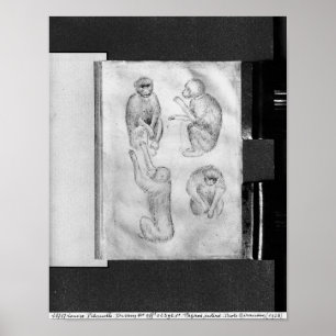 Monkeys, from The Vallardi Album Poster