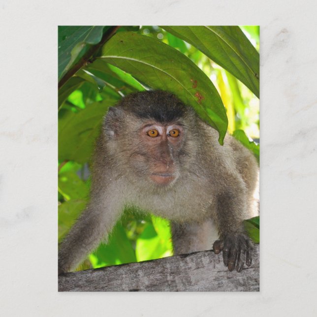 Monkeys: Macaque in Kalimantan Indonesia Postcard (Front)