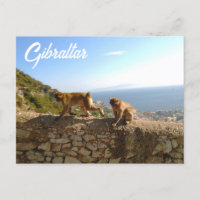 Monkeys on the Rock in Gibraltar