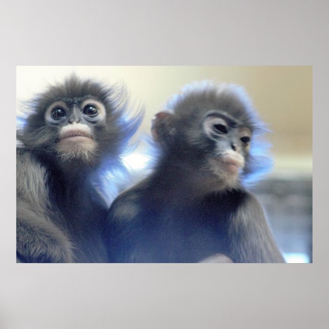 Monkeys Photo Poster (Front)