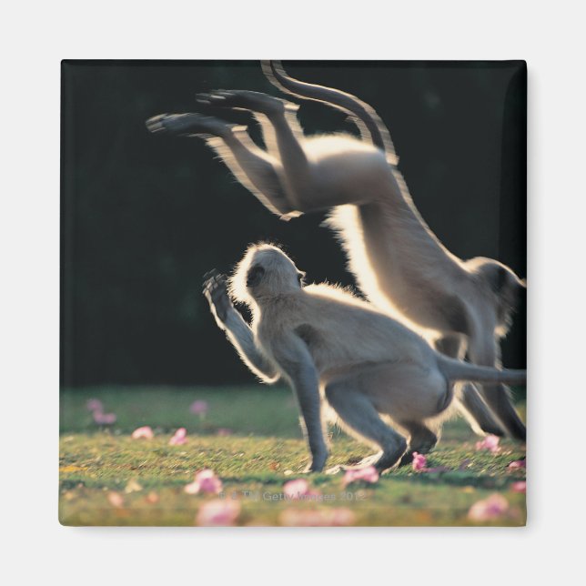 Monkeys playing magnet (Front)