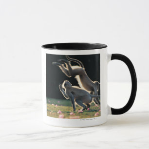 Monkeys playing mug