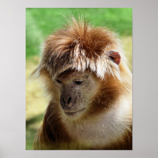 MONKEYS POSTER (Front)