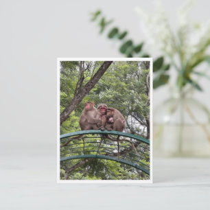 Monkeys with a tiny infant postcard