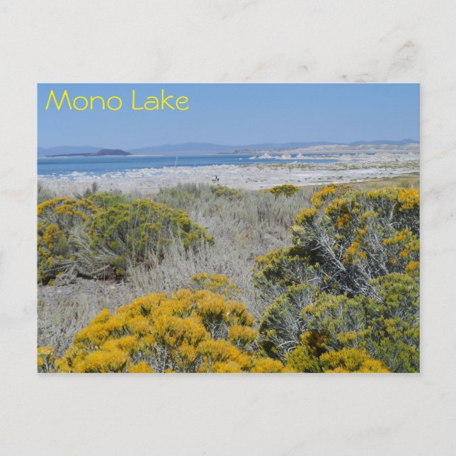 Mono Lake, CA Postcard (Front)