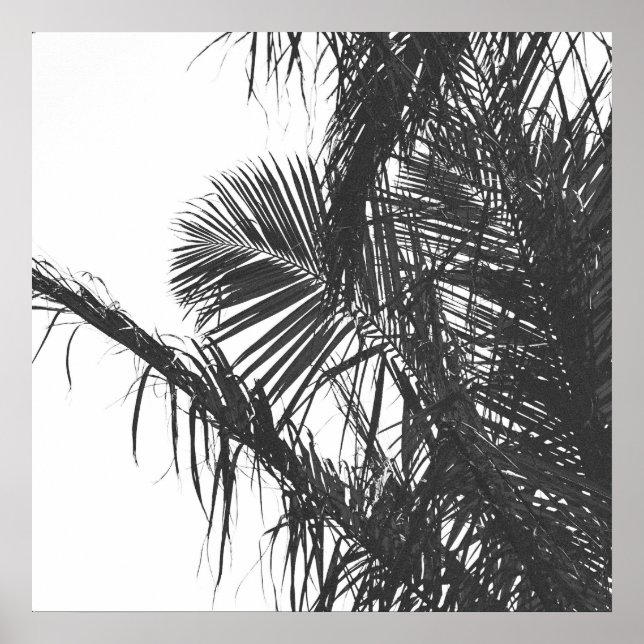 Monochrome Black White Palm Tree Leaves Poster (Front)