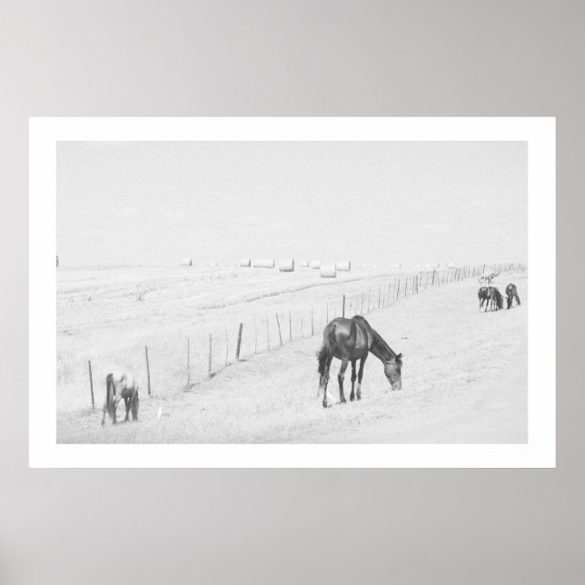 Monochrome Black White Rural Landscape Wild Horses Poster (Front)