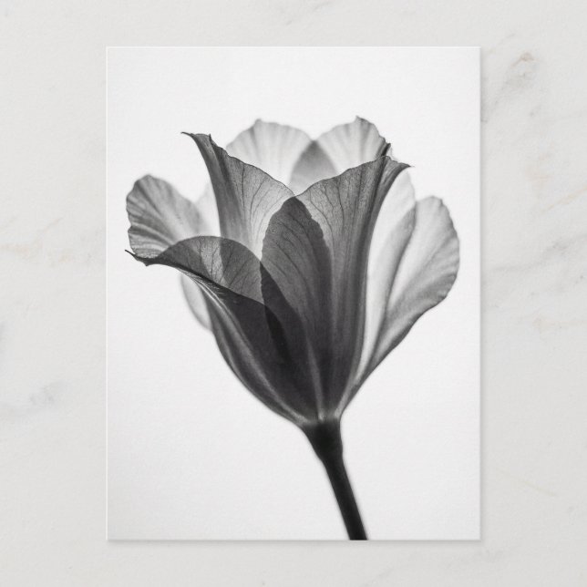 Monochrome botanical fine art photograph postcard (Front)