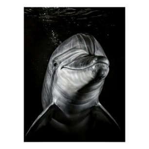 Monochrome Dolphin Portrait - Underwater Marine A Poster
