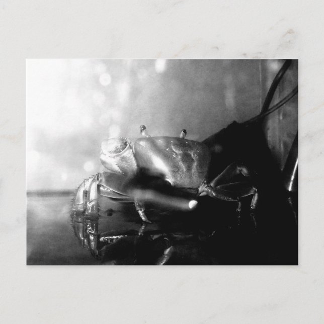 Monochrome Hermit Crab Photograph Postcard (Front)
