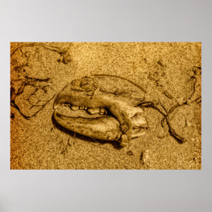 Monochrome Lobster Claw Beach Photo Poster