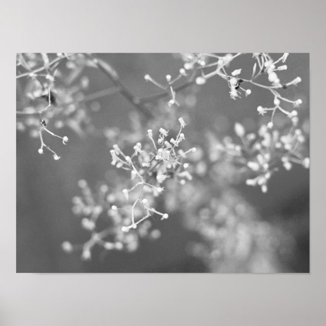Monochrome Meadow Poster (Front)