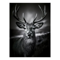 Monochrome Stag Portrait with Impressive Antlers