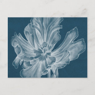 Monochrome Tulip II Postcard