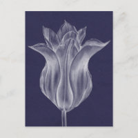 Monochrome Tulip III