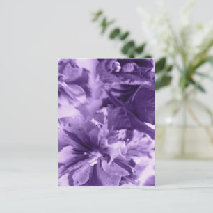 Monochrome Violets Holiday Postcard