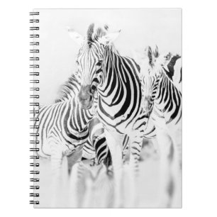 monochrome zebra group portrait, South African Nat Notebook