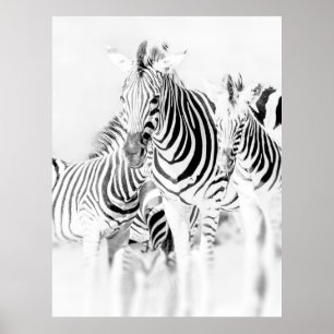 monochrome zebra group portrait, South African Nat Poster