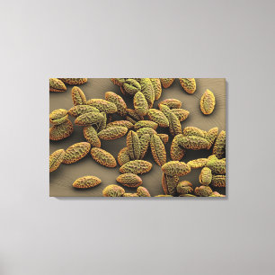 Monocot pollen from an Iris Canvas Print