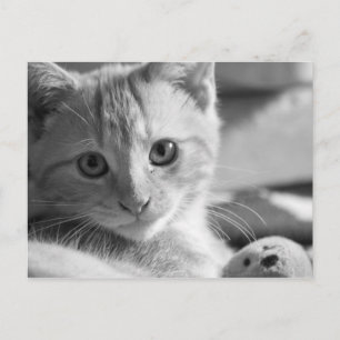 Monokitten Postcard
