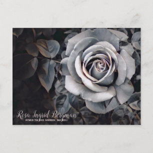 Monotone Rose [Postcard] Postcard
