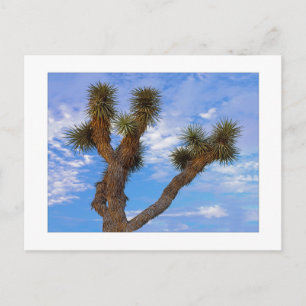 " Monsoon Morning " Postcard