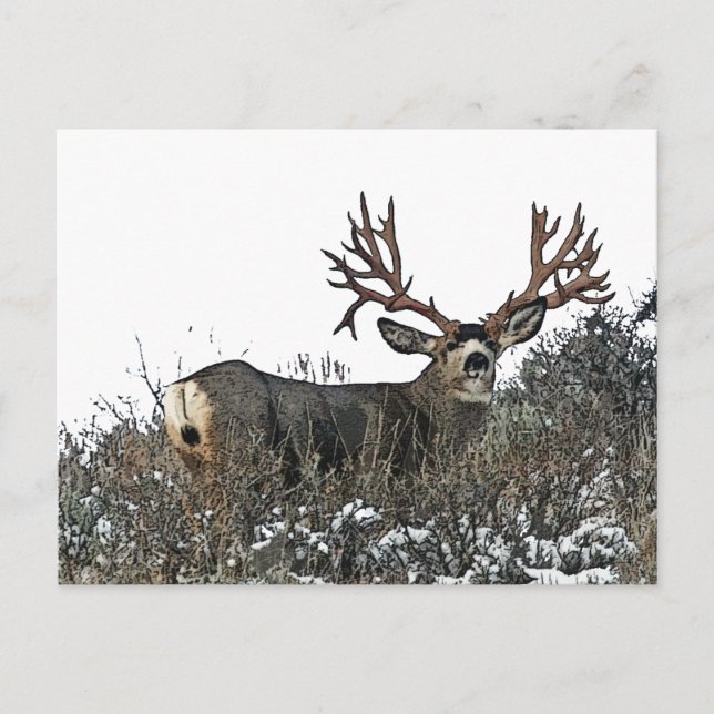 Monster mule deer 2 postcard (Front)