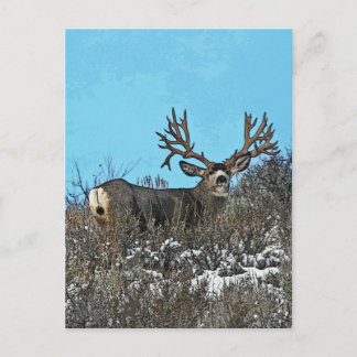 Monster mule deer buck postcard