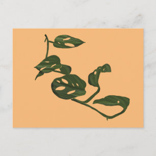Monstera Adanosii Cheese Plant Illustration Green Postcard