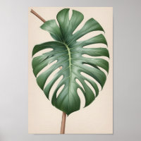 Monstera albo flower, beautiful earthy