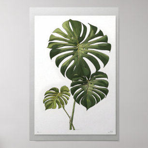 Monstera albo flower, beautiful green plant poster