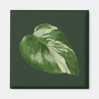 Monstera Albo Leaf Magnet — Rare Variegation