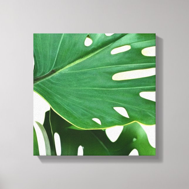 Monstera Leaves  Canvas Print (Front)